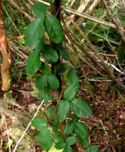 Boquila trifoliata