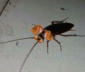 Qué cucaracha más mona