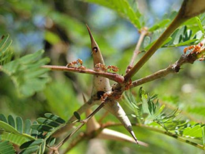 Hormigas acacia